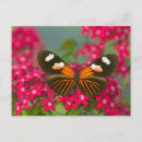 Search for wing open postcards Plant