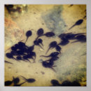 Search for tiny small photography Nature