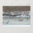 Search for flight postcards Nature photography