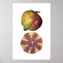 Search for pomegranate fruit posters Vintage
