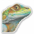 Search for iguana stickers Colourful