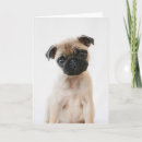 Search for pug cards Animal