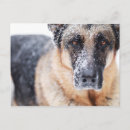 Search for german shepherds postcards Snow