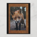 Search for wild fox postcards Postcrossing