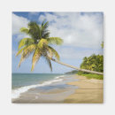 Search for kitt magnets Palm tree
