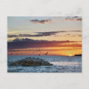 Search for pelicans postcards Sunset