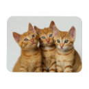 Search for humourous rectangular magnets Kitten