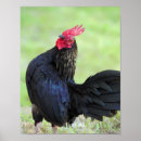 Search for year of the rooster posters Animal