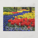 Search for flower bulbs postcards Flowers