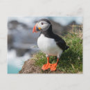 Search for plumage postcards Animal