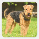 Search for airedale terrier stickers Pet