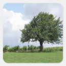 Search for cherry tree stickers Cherries