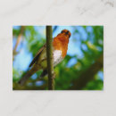 Search for robin business cards Wild