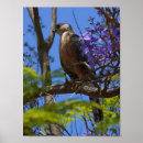 Search for grilling posters Bird