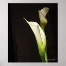 Search for cala posters Flower