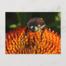 Search for bug postcards Flower
