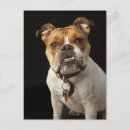Search for collars postcards Dogs
