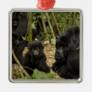 Search for bamboo christmas tree decorations Species