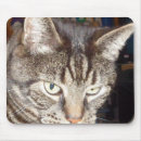 Search for vets electronics Cats
