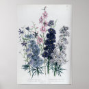 Search for colour lithographs posters Flowers