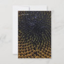 Search for sunflower seed Garden