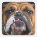 Search for english bulldog stickers Animals