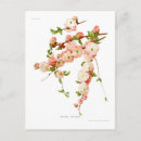 Search for prunus postcards Cherry