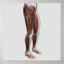 Search for male posters Human