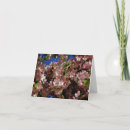 Search for blossom blank cards Photography