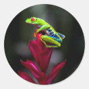 Search for tree frog stickers Central america