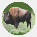 Search for bison stickers Brown