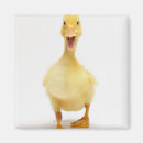 Search for ducklings magnets Full length