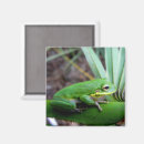 Search for tree frog magnets Amphibians