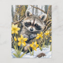 Search for racoon postcards Wildlife