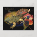 Search for reptile postcards Desert