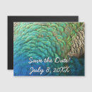 Search for peacock colours invitations Feather