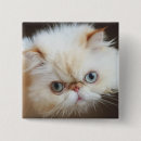 Search for boxes badges Cat