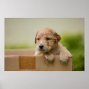 Search for golden retriever posters Cute