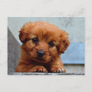 Search for pups postcards Animal