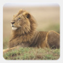 Search for kenya lion stickers Africa