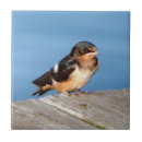 Search for swallow tiles Bird