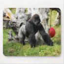 Search for silverback gorilla electronics Gorillas