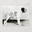 Search for st bernard postcards Canine