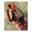 Search for conche posters Sea life