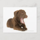 Search for yawn postcards Animal