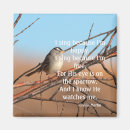 Search for sparrow magnets Wildlife