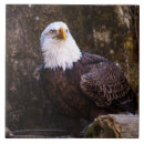 Search for eagle tiles Wildlife