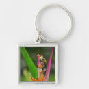 Search for tree frogs key rings Wildlife