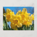 Search for yellow daffodil postcards Narcissus