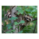 Search for siblings baby kids Animals
